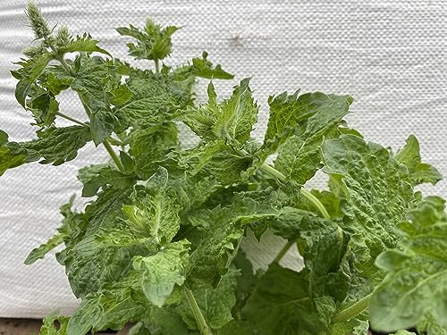 Mojito Mint Mentha nemorosa japanishe herb Perennial Plant for Drinks Loved by Bees 9cm Pot