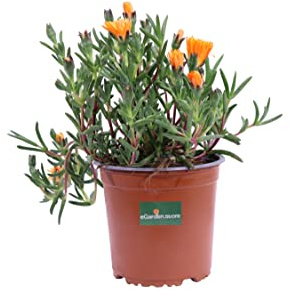 Pianta di Lampranthus Aureus pianta da fiore varie colorazioni pianta succulenta pianta vera pianta tappezzante pianta ornamentale pianta da esterno venduta da eGarden.store (Arancione v.14 cm)