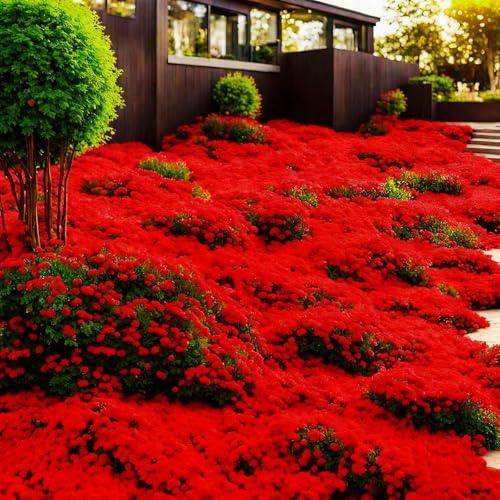 Pack of 10000+ Thyme, Ground Cover Hardy Perennial, Red Creeping Thyme (Red, 4 Bags)