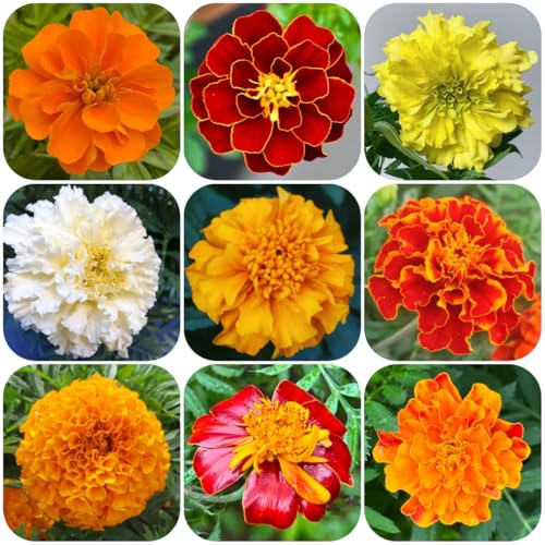 semi di tagetes, tagete da giardino, appartamento di calendula aiuola, esotiche, resistenti 800pcs