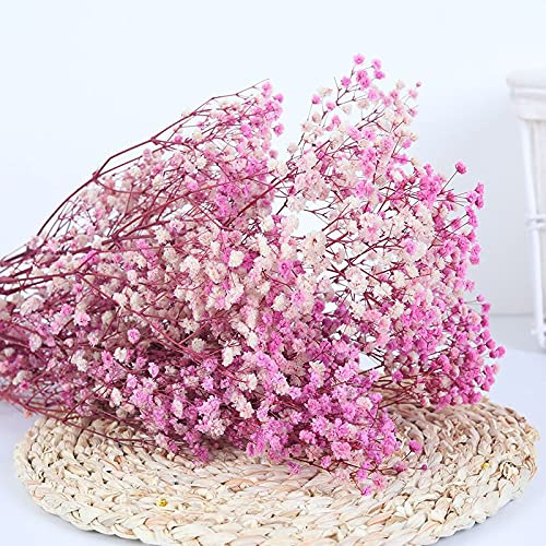 YIWOYI Naturliga torkade blommor Gypsophila färska torkade konserverade blommor Gypsophila Paniculata blombuketter för bröllopsfest heminredning (rosa lila, 15-30 cm, 20 g)