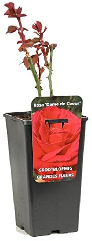 Rosier à grandes fleurs Rosa 'Dame de Coeur' rouge - 3,5L Conteneur