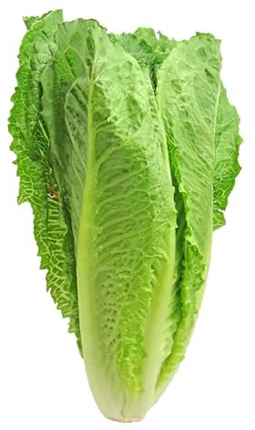 Graines de salade chicorée scarole cornet d'Anjou- sachet de 3 grammes - Graines de style