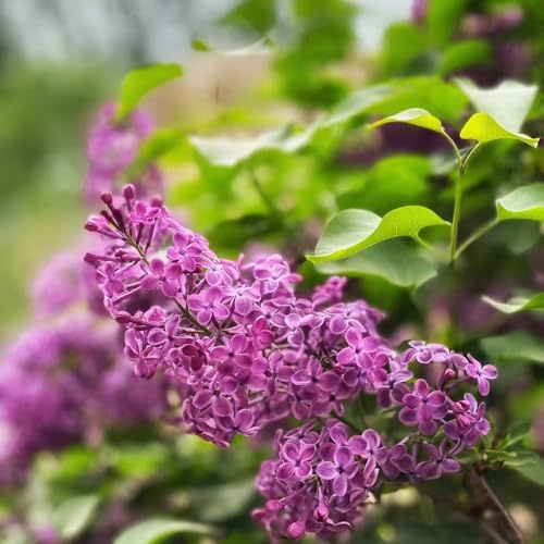 lilla - Syringa vulgaris semi balcone resistenti semi decorativi 600pcs