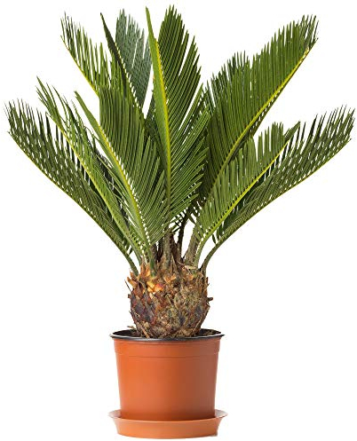 Plante d'intérieur Cycas Revoluta Sagoutier pour la Maison ou le Bureau (pot de 30 à 40 cm)
