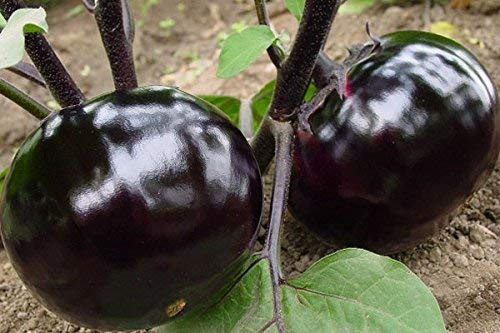 (Lila *Ambizu*) Solanum melongena, Semi di Melanzane Tonde, Viola Melanzana, a Circa 30 Particelle