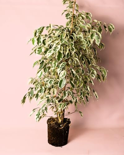 Ficus Hawai L | Planta Natural Grande | Pur Plant