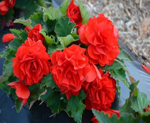 Nouvelles graines de fleurs de bégonia fraîches 100 pièces
