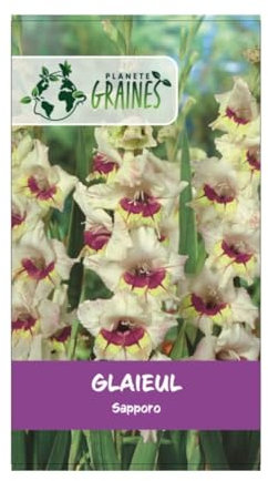 5 bulbes Glaïeul Sapporo - coloris lilas/ivoire - grande fleur 100-150 cm