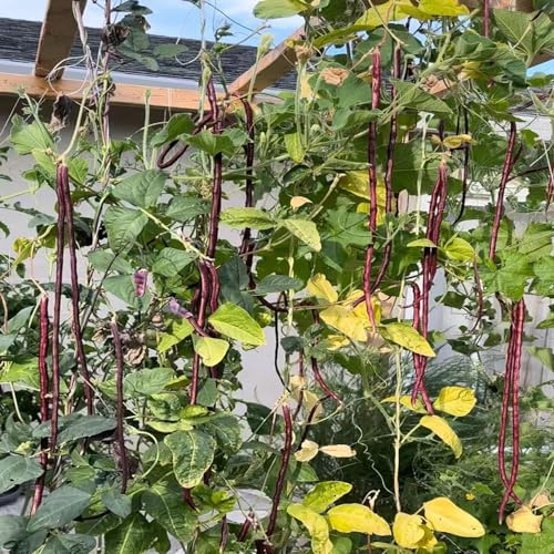 frijol medidor frijol espárrago jardín interior exóticas jardín perennes resistentes semillas frijoles 100pcs