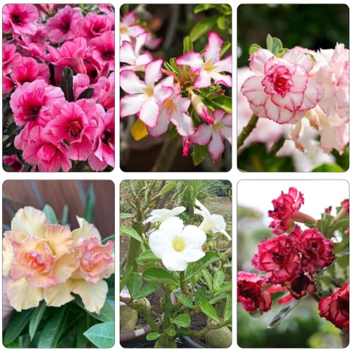 semillas de rosa del desierto de verano silvestres balcón prado silvestres, siembra otoño, perenne jardín semillas prados decoraciones jardín para exteriores 18pcs