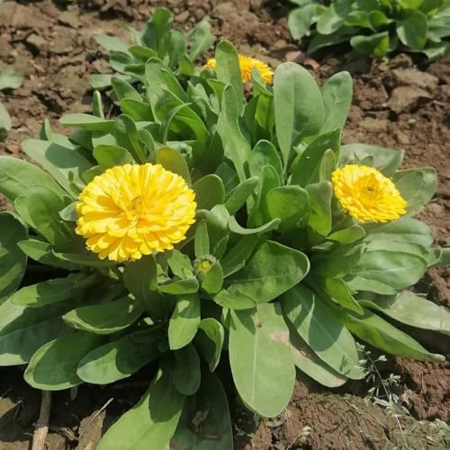semillas de caléndula de jardín, caléndula perenne decorativas resistentes para balcón de perennes, 1200pcs