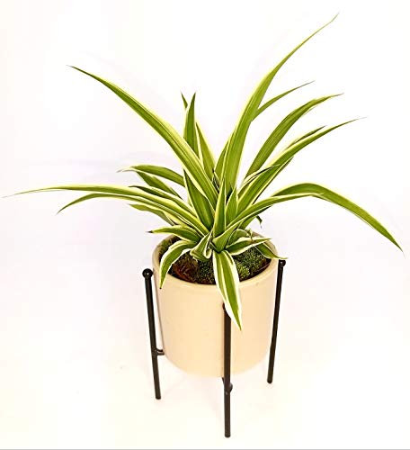 POWERS TO FLOWERS - CHLOROPHYTUM, FALANGIO IN VASO CERAMICA SOSPESO, pianta vera