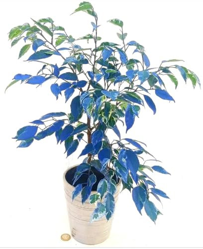 POWERS TO FLOWERS - FICUS BENJAMIN BLU AZZURRO IN VASO CERAMICA ARGENTO, pianta vera!!!