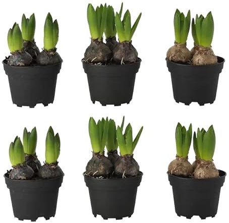 Hyacinthus Orientalis DECOALIVE Set de 6 Bulbos de Jacinto Naturales