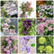 5 Pcs Clematis Pflanzen Zwiebeln - Frühlingsblüher Zwiebeln, Kleine Geschenke Clematis Winterhart Zwiebel (Clematis Florida) Dekoblumen, Kletterpflanzen Winterhart Blumenzwiebeln Mehrjährig