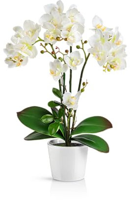 PASCH® Orchideen künstlich in Hochglanz-Keramiktöpfen (46cm) | Kunstblumen im Topf | Kunstblumen wie echt | künstliche Orchideen im Topf (Weiß)