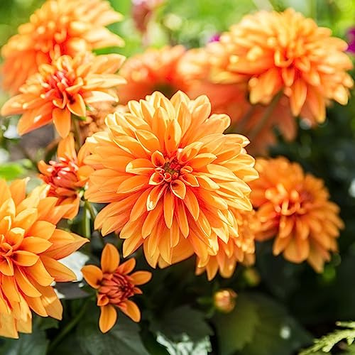 dalia bulbi giardino del balcone giardino interni perenni di decorazione per il dalia di rocce resistenti bulbi 8pcs