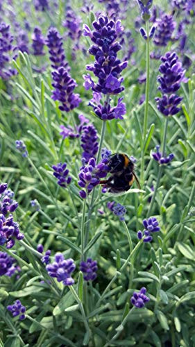 Lavande (lavendula angustifolia r?sistante au froid) dans diff?rents ensembles - 24 St?ck im Set