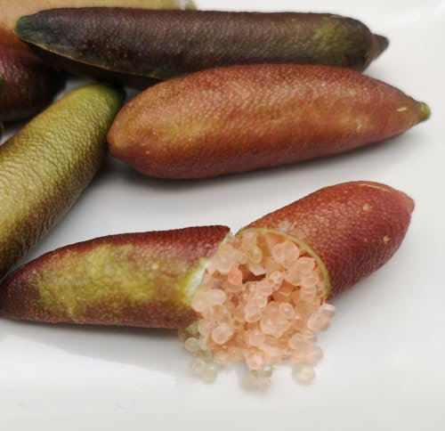 Semillas de semilla de limón Caviar Microcitrus AlstonVille - 12 semillas