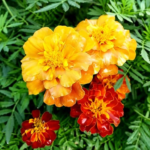 Tagetes erecta semillas de resistentes jardín interior semillas de caléndula extremadamente resistentes balcón parterre interior jardín 400pcs