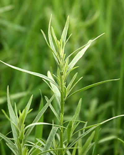 Tarragon Plants - Artemisia Dracunculus - Live Plant - 4 Tall - Ship in 3 Pot