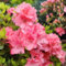 20 pcs rhododendron samen, azaleen, blumen balkon, bonsai samen azalee winterhart - Rhododendron simsii - bienenwiese saatgut mehrjährig winterhart, pflanzensamen blumen für balkon,