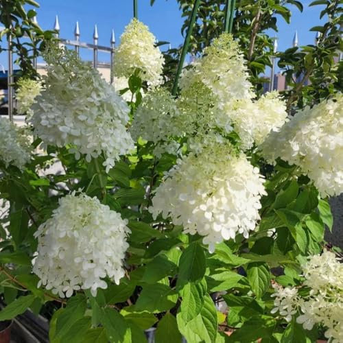 120 pcs Rispenhortensie Samen - Hydrangea Paniculata, gartenblumen wiesenblumen samen Rispenhortensien Winterhart Pflanze, flowers zimmerpflanzen samen blumensamen als gastgeschenk
