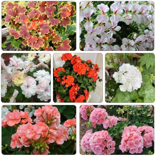 gerani semi selvatici perenni resistenti giardino estivo interni esotici geranio reale selvatici giardino 650pcs