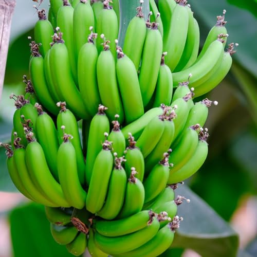 semi di banana semi espaldera balcone 50pcs
