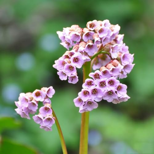 bergenia resistentes en exteriores sostenibles raros de Jardín 100semillas
