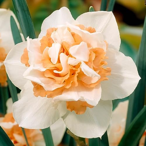 Votaniki Double Daffodil Replete Bulbs - Perennial, Fragrant, Hardy, and Resilient | Spectacular Flowers - Create a Stunning Display with (Narcissus 'Replete') Double Daffodil Replete (10 Pack)