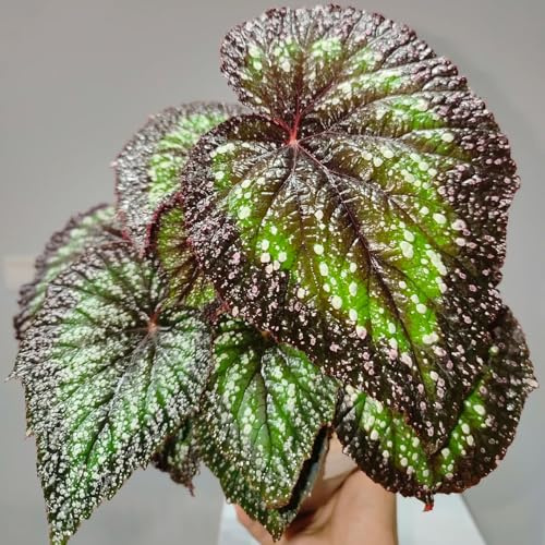 semillas de begonia verdes exóticas Begonia trucha resistentes invernaderos de balcón lugares soleados decorativas oficina semillas decoración 220pcs