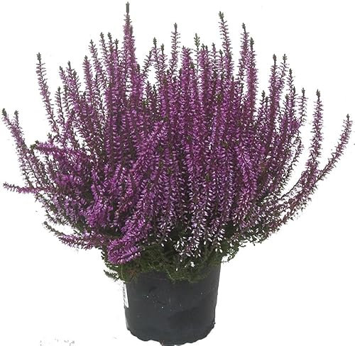 Calluna la Planta Natural de Otoño e Invierno, Perfecta para tu Hogar