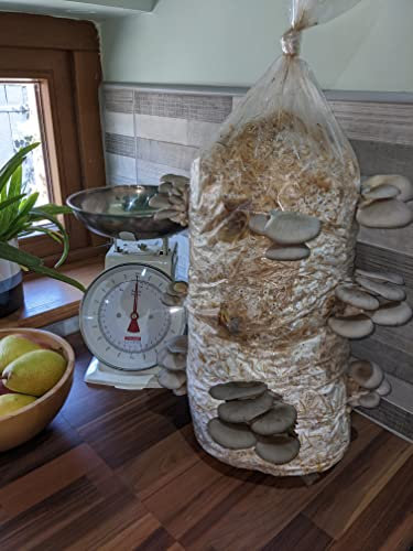 Foragers Table Mushroom Growing Kit, Blue Oyster Straw Log X-Large, 1 Meter Long, Mushroom Grow Kit Easy and Fast Growing, Includes Everything You Will Need Including Living Spawn