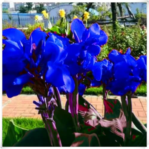 Hardy Canna Lily Bulbs – Perennials with Gorgeous Blooms – Professional-Grade for Stunning Garden Displays & Tropical Landscaping-1 Bulb-C