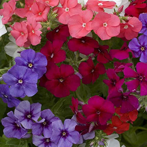 Annual Phlox Mix - Drummondii Nana Beauty 200 Seeds.
