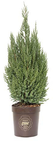 Juniperus chinensis 'Stricta', Ginepro, Cespuglio, Pianta vera in vaso Vannucci Piante, Pianta da terrazzo (cod. 5) (1x)