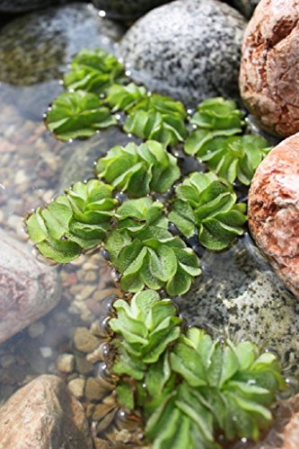 WASSERPFLANZEN WOLFF - Salvinia minima - Schwimmfarn - schwimmender Büschelfarn - Schutz für Fische - Tischdekoration