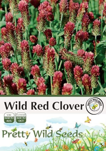 Wild Red Clover Seeds in Pictorial Packet - 10g
