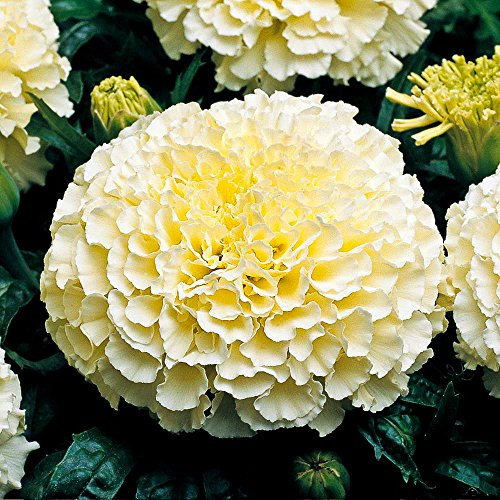 Tagetes erecta F2 Enano Blanco - Paquete de 50 Semillas