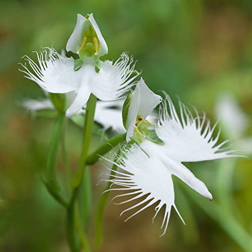 weiße vogelblume 'habenaria radiata - orchidee orchideen samen orchideensamen - Reiher pflanze saat winterfeste pflanzen für balkon blumendeko flowers bio saatgut 100 Stück