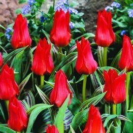 50 x Red Riding Hood Rockery Tulip Bulbs