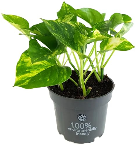 Fangblatt - Epipremnum aureum - goldene Efeutute - exotische Zimmerpflanze