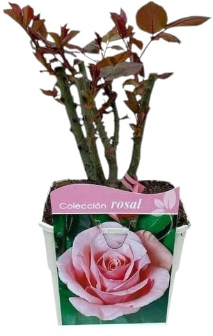 Rosal Grandiflora Rosa la Esencia de la Primavera en tu Jardín