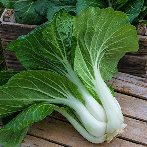 Bopak Pak Choi Hybrid Seeds (80 Seed Pack)