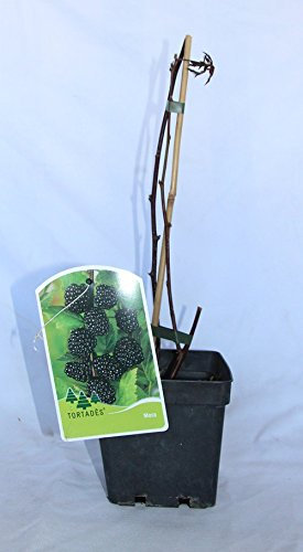 Mora o zarzamora (maceta 2 litros) - Arbusto frutal vivo