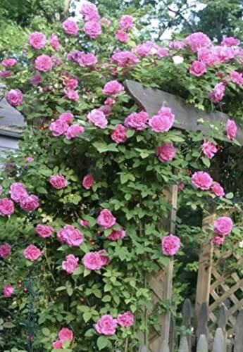 Zephirine Drouhin Climbing Rose Plant in A 3 Litre Pot- Thorn Less- Gorgeous Pink Rose