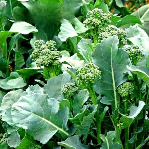 Broccoletto 'Quarantino' - 1400 Seeds + Freebie + Plant Tag - Brassica rapa