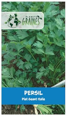 20 graines de persil plat d'italie - petroselinum crispum - aromatique savoureuse pour cuisine et potager